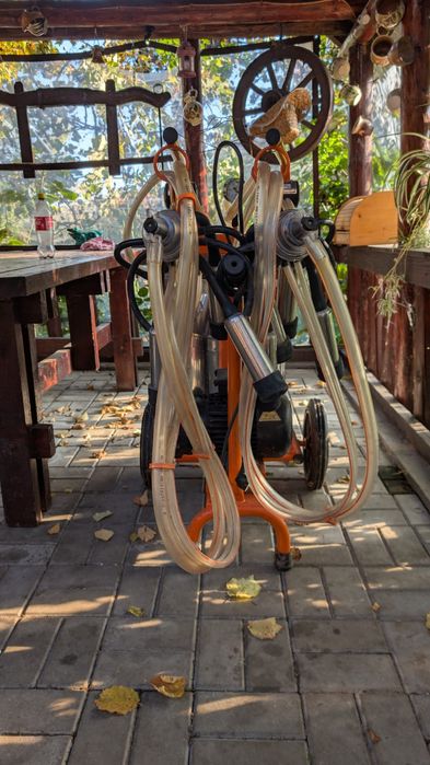 Mulgatoare vaci de vanzare, conditie excelenta