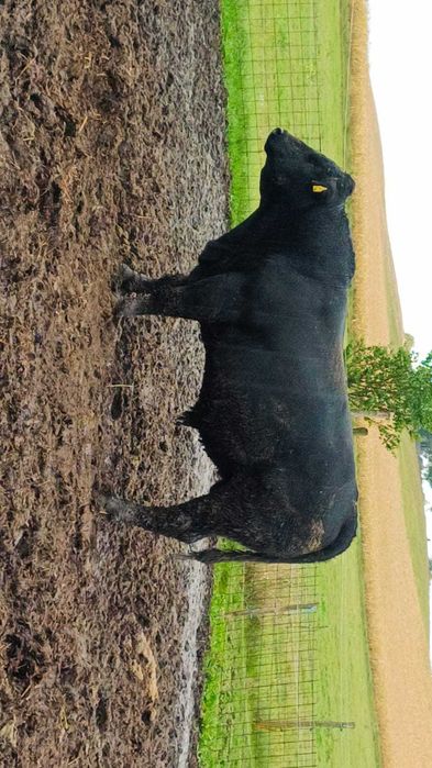 Tauri angus pentru reproducție