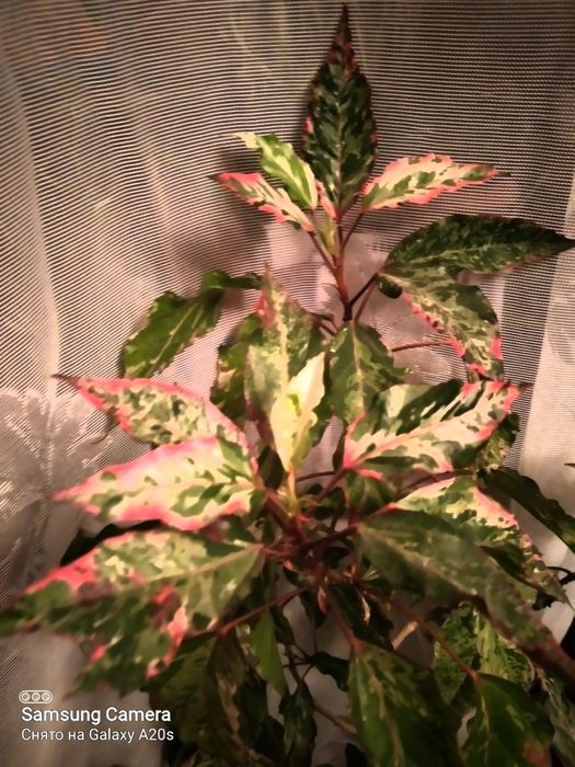 Цветы комнатные для дома и офиса