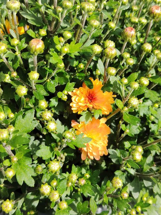 Vând crizantema multiflora