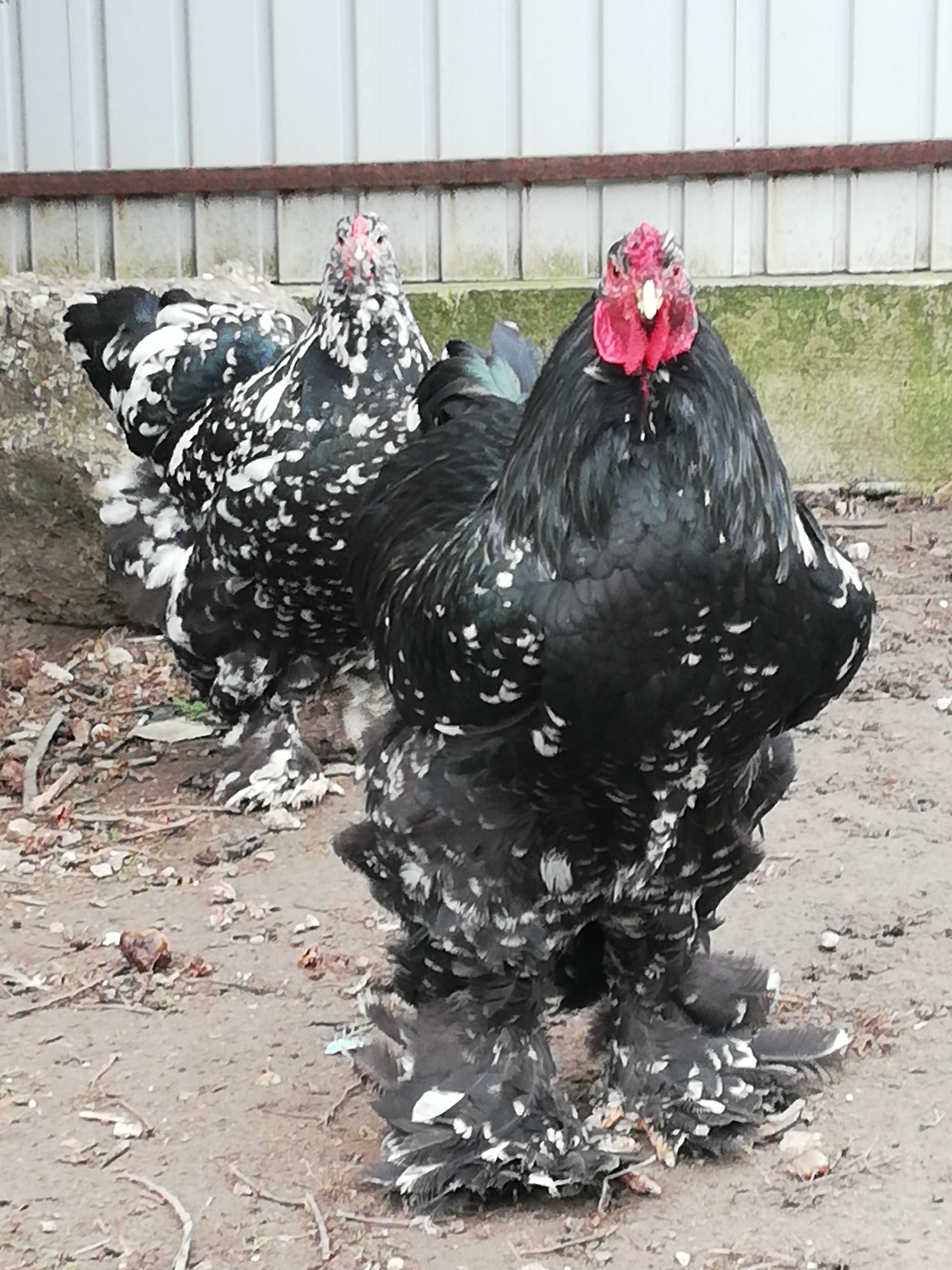 Vind găini brahma Negru Bobat tineret.