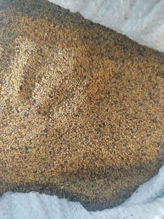 Люцерна жонышка тукым сатамын  багасы 2000