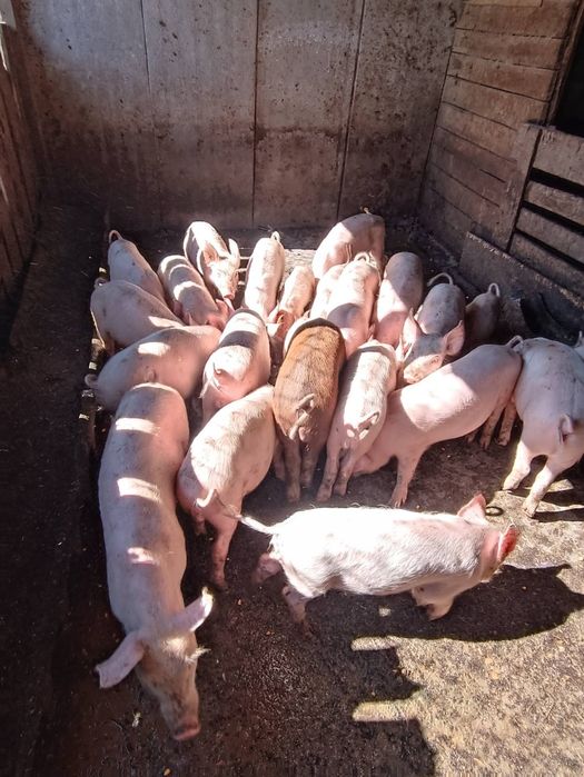 Малки бели прасенца