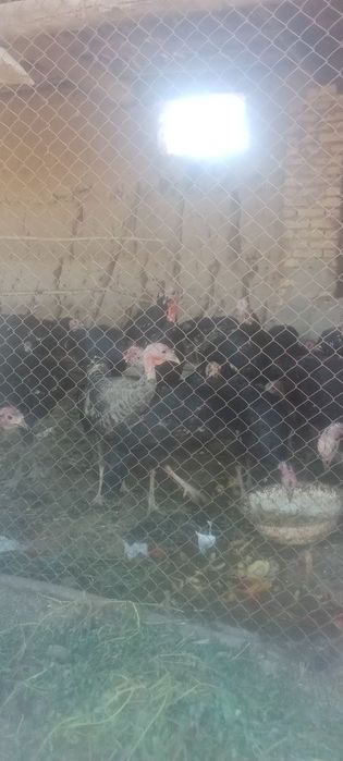 Куркалар сотилади