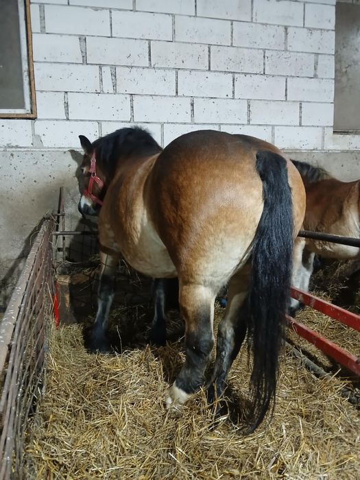 De vanzare iapa de 5 ani cu mânză de 6 luni