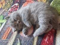 British shorthair