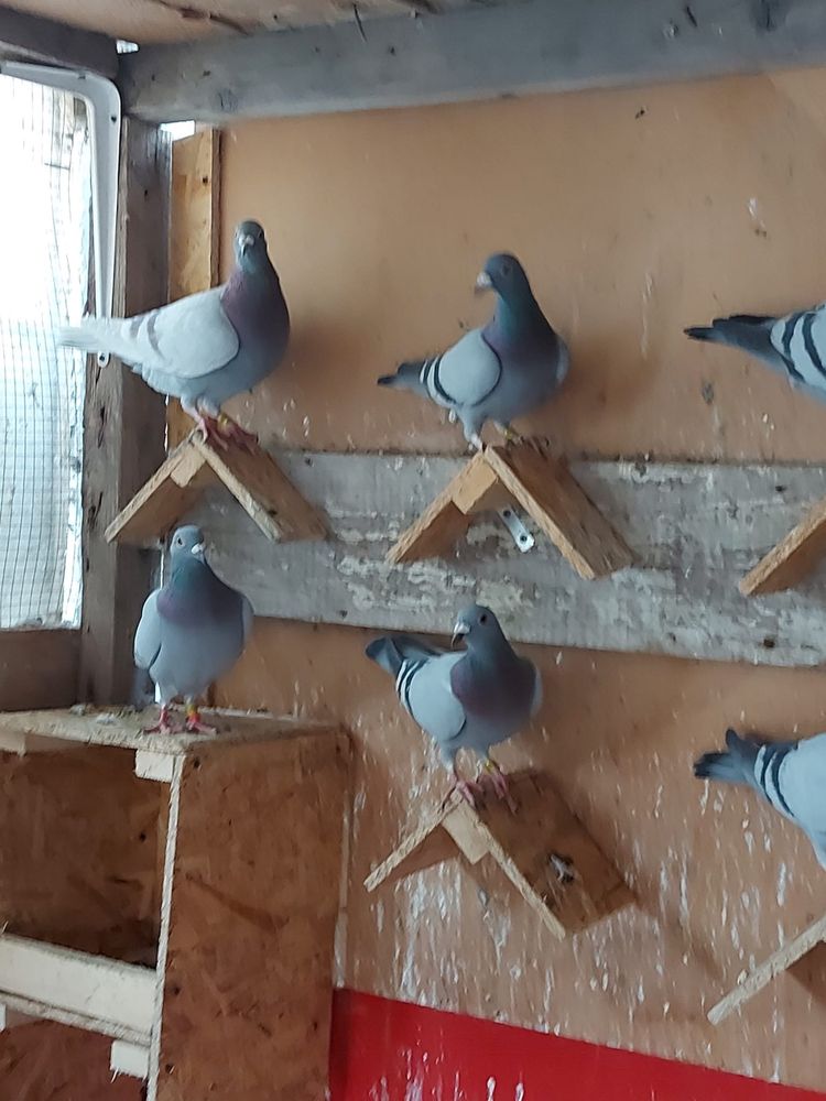 Porumbei voiajori