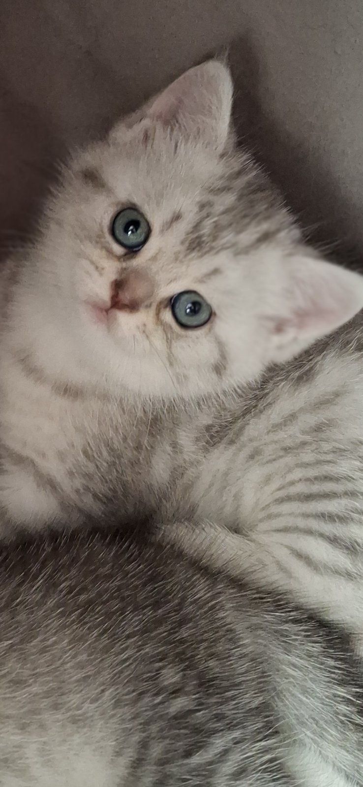Шотландско таби коте