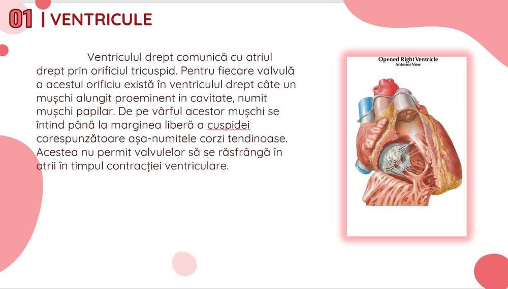 Arhitectul Ideilor – Proiecte pentru Oameni, Cu Impact Real