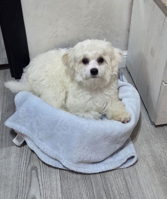 Bichon Maltez 9 luni