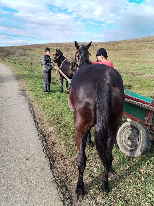 De vânzare iapă  mai multe detalii in privat