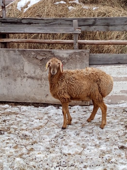 Продам молодого кошкара находится в кенжеколье