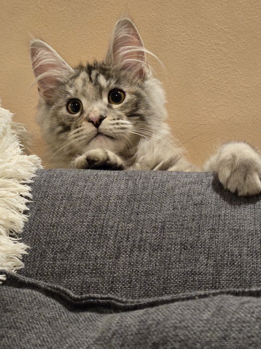 Мейн-кун, девочкв