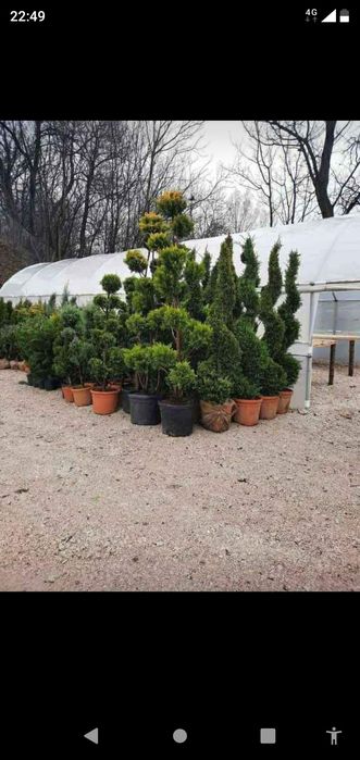 Ânfrumususetarea curți cu plante decorative