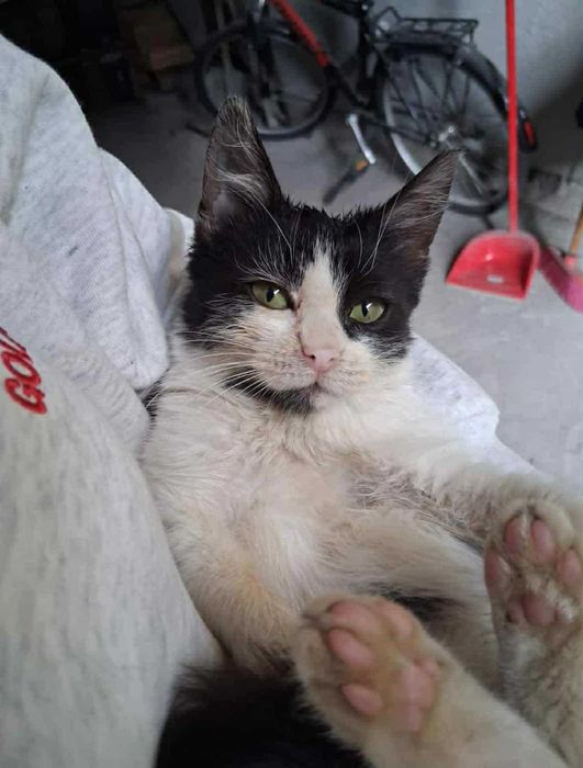 2-месечно момиченце търси дом!