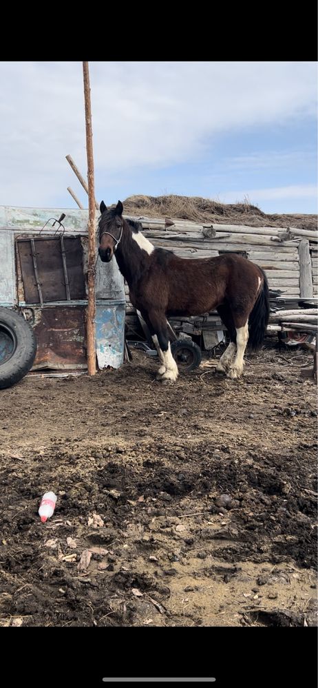 Продам айгыр жеребец