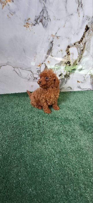 Той пудел мъжко тойче