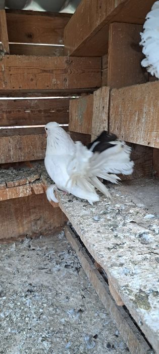 Vând porumbei curcani indieni