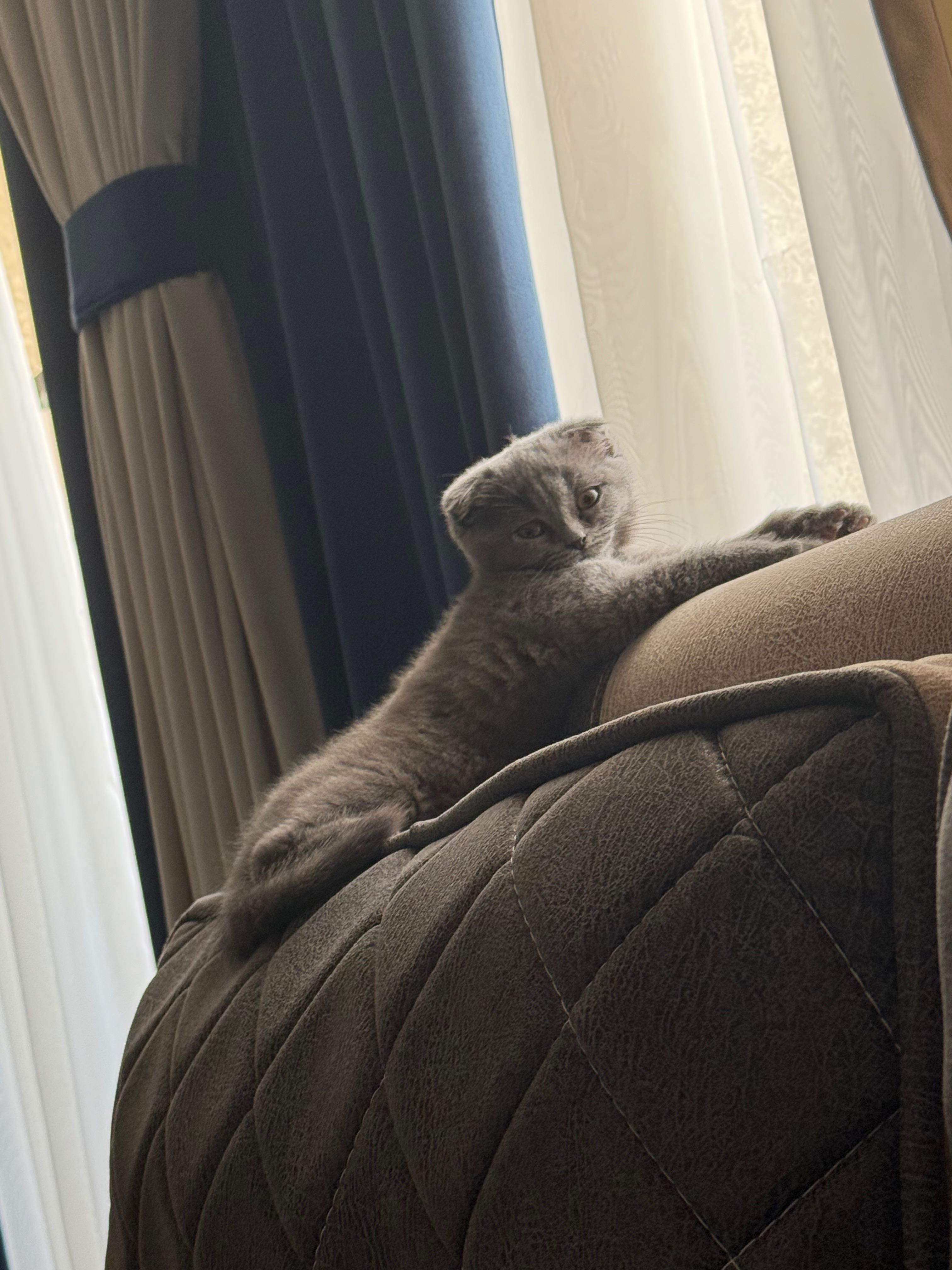 Scottish Fold Cat Pishakcha Mushukcha