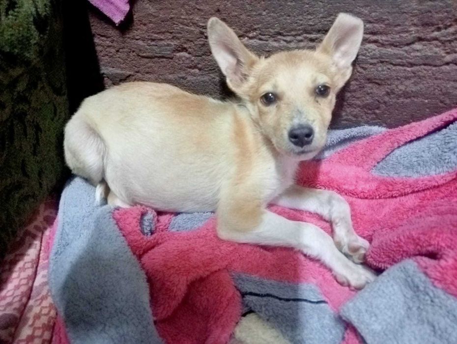 Порядочным людям хорошего ЩЕНКА мальчик ЗВОНОК 3 месяца