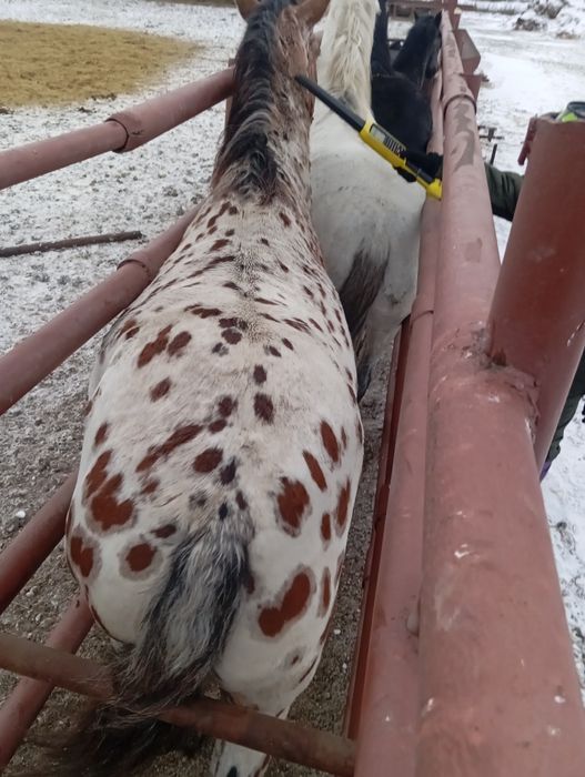 Продам жеребцов чубарых на племя тобуные.