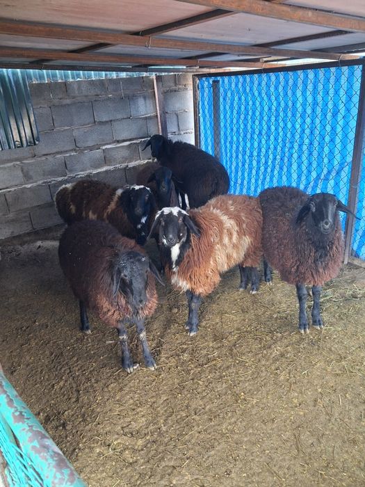 Продам баранов семыз