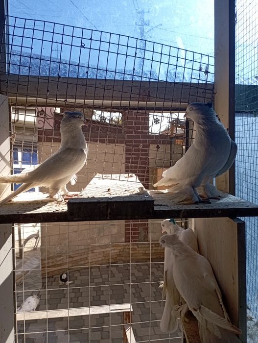 Продам голубей Андижанских