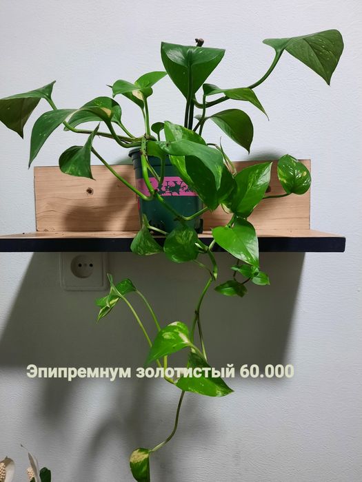 Крассула, Эпипремнум, Торнадо, Сансевиерия