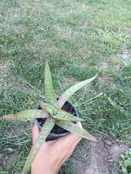 Plantă Aloe Vera