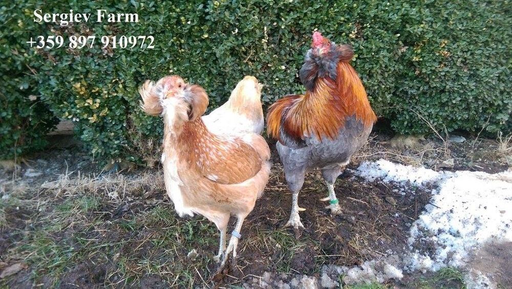 Sergiev Farm- Продава пилета и яйца от различни видове Кокошки