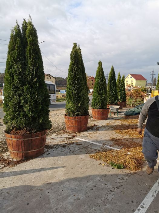 Tuia, brad, magnolia, mesteacăn, platan, tei, etc