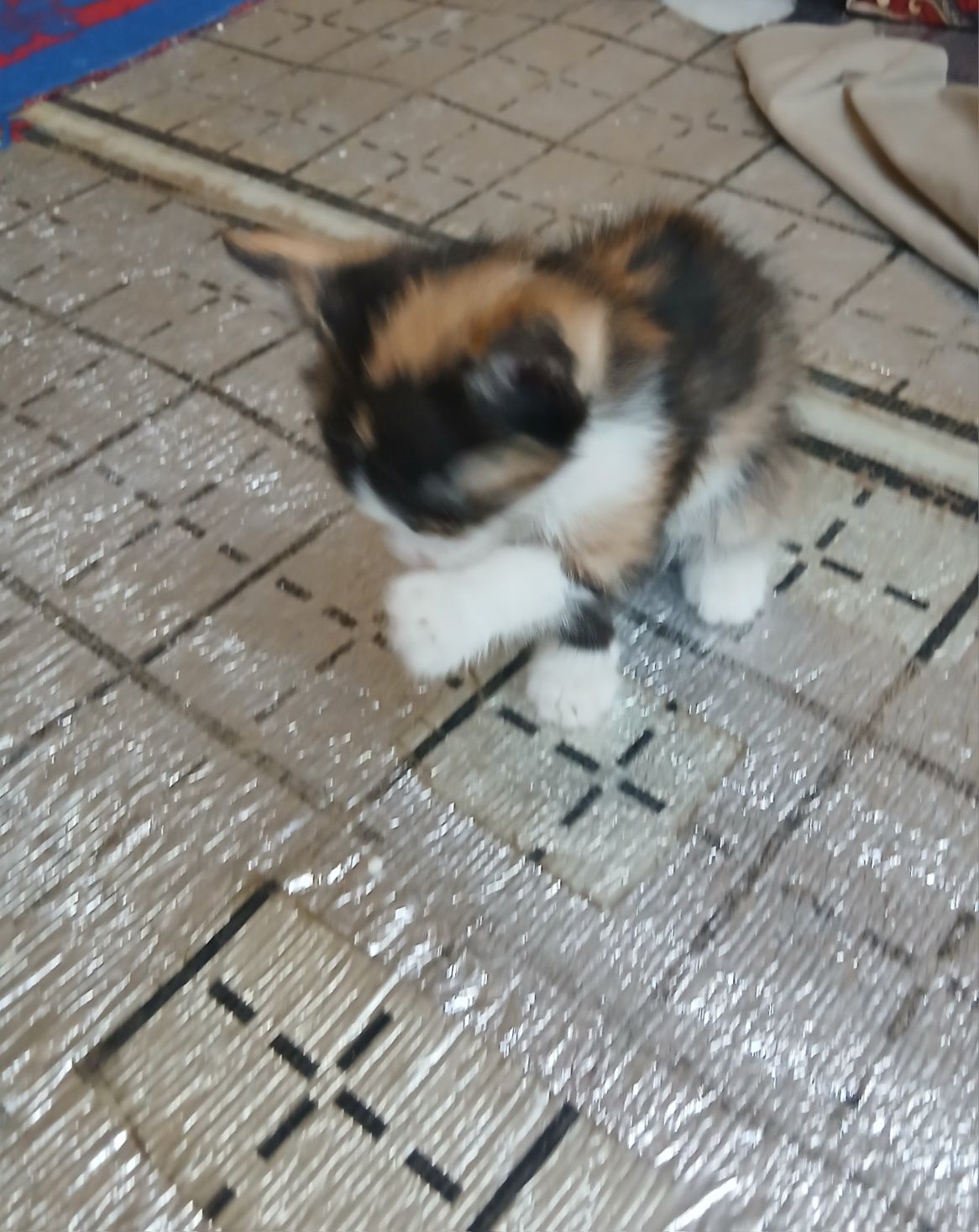 Котята, Мушукчалар.
