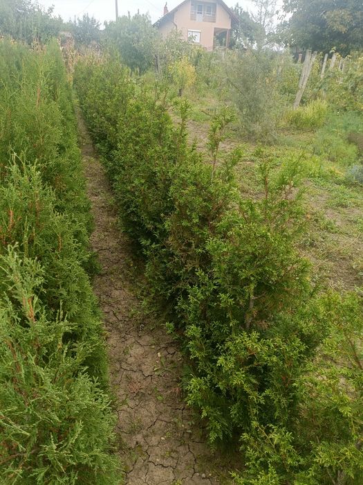 Vând tuia , diferite soiuri și marimi din ciumbrud alba