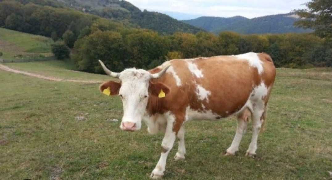 Vaca baltata romaneasca buna de lapte  gestanta in 5 luni