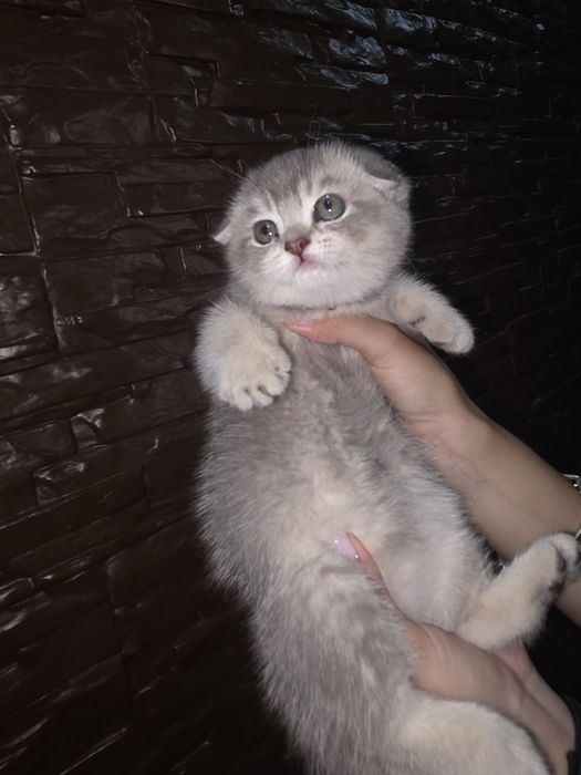Продаются прекрасные котята