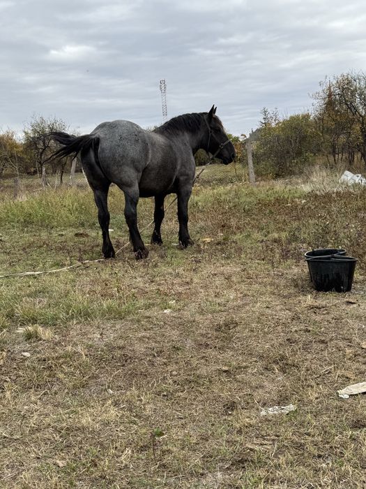 Manza de 3 ani de vanzare.