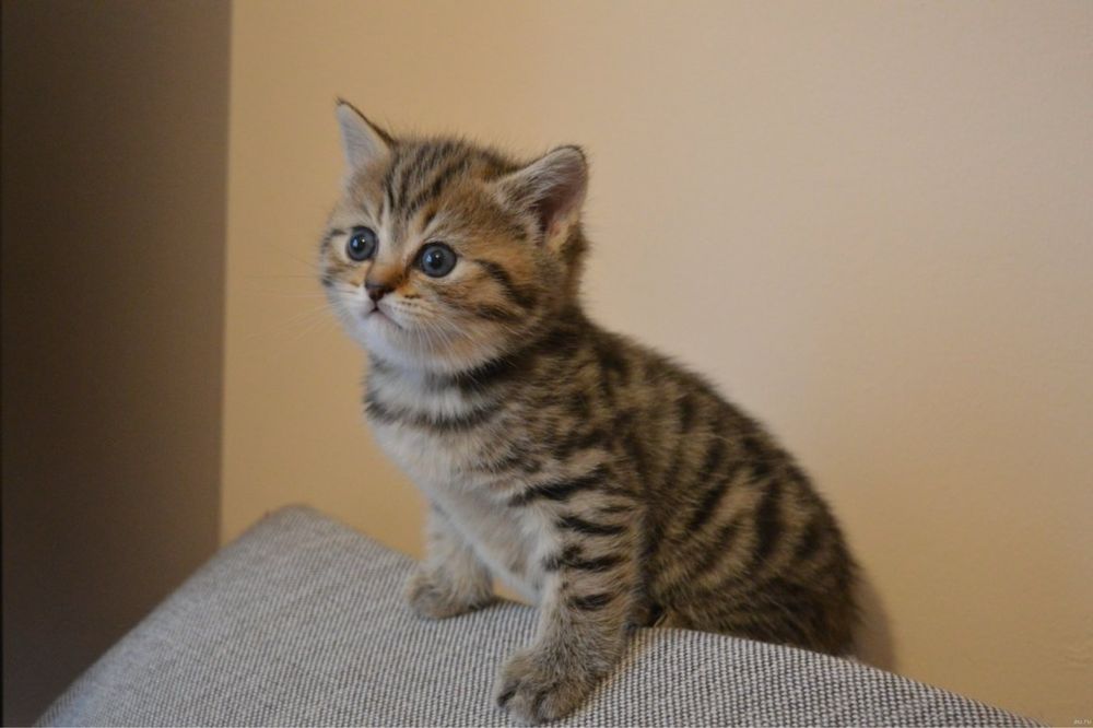 вислоушки котята