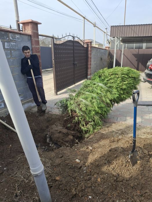 Посадка и пересадка деревьев спил Стрижка деревьев Посев газона скос
