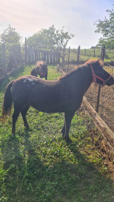 Vand ponei talie mica (femele)