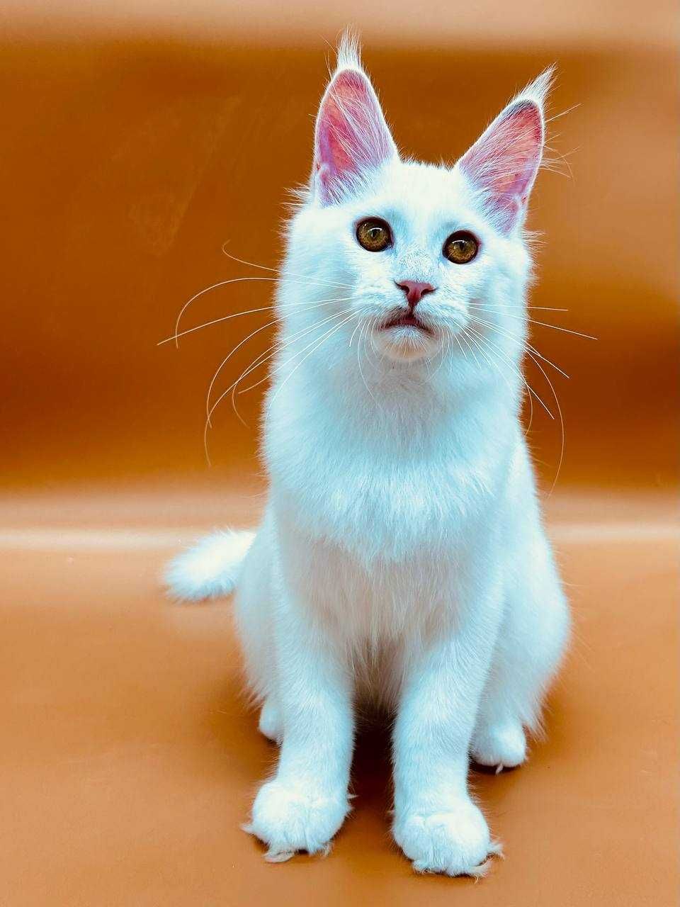 Pisica Femela Maine Coon cu pedigree (WCF AUTORIZATA) Livrarea