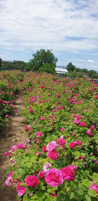 Butasi de trandafiri Rosa Damascena