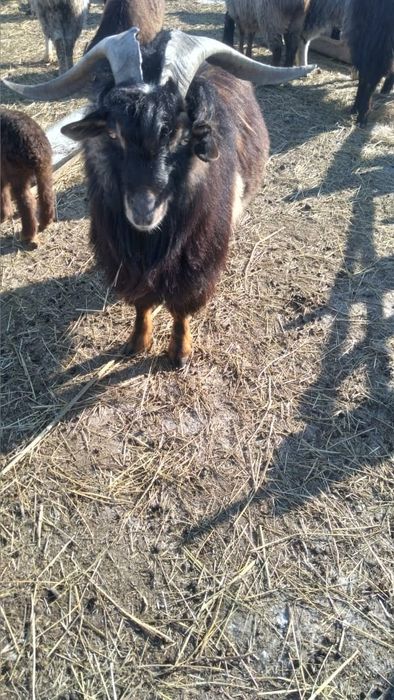 Теке сатылады, 2жасар, ешкіге ауыстыруға да болады, бағасы 50000