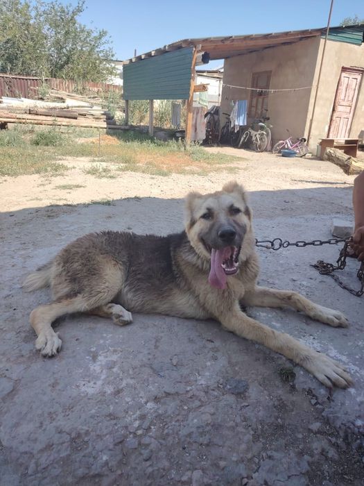 Төбет сатылады срочно