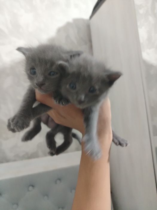 Mushuk bolalari. Котёнок