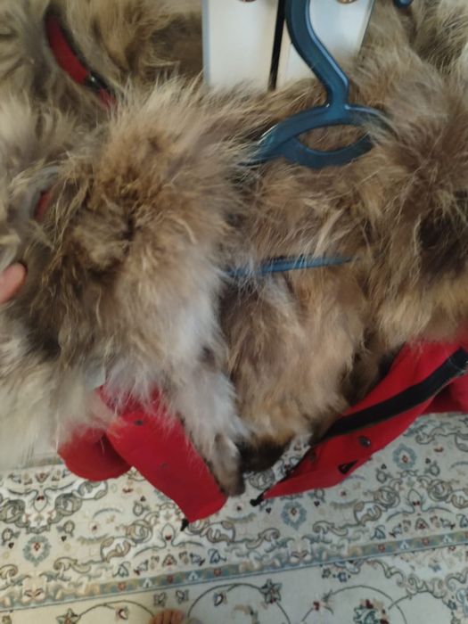 Турецкий таза норка 100мыңға алынған 25мыңеа берем