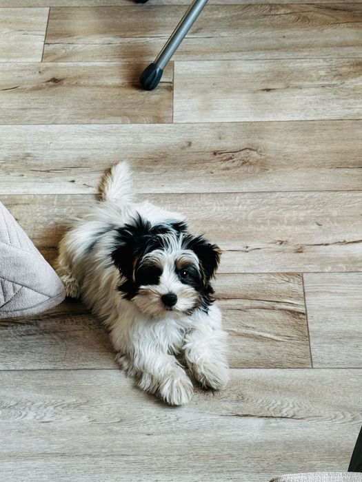 Бивер йорк щенок