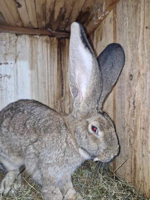 Vând iepuri urias german