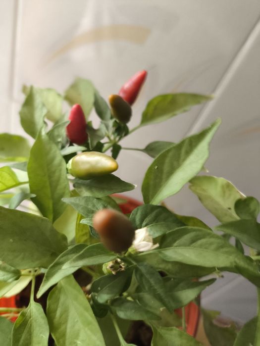 Перчики в горшках