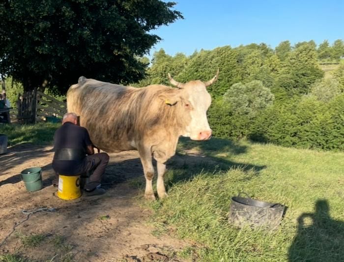 Vaci bune de carne, lapte si de ținut