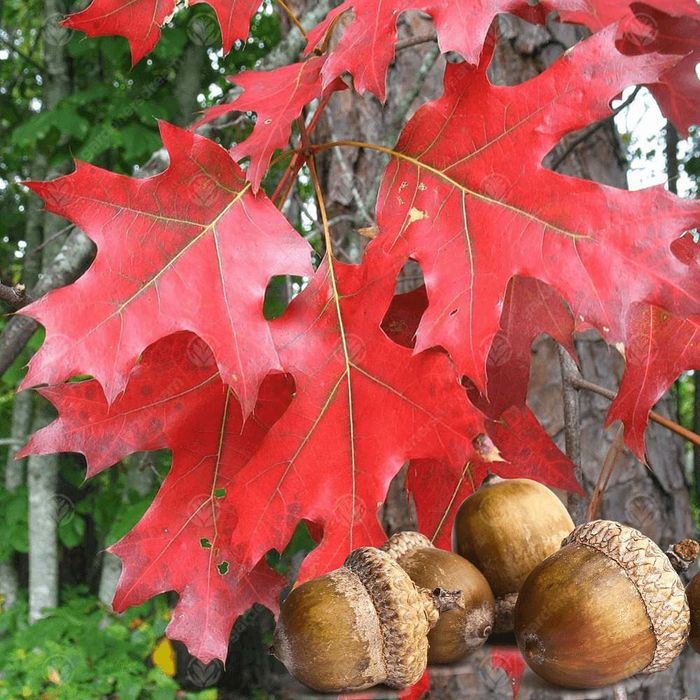 Stejar Rosu American